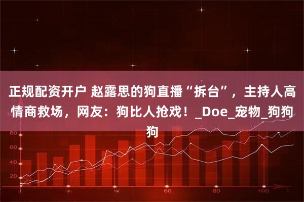 正规配资开户 赵露思的狗直播“拆台”，主持人高情商救场，网友：狗比人抢戏！_Doe_宠物_狗狗